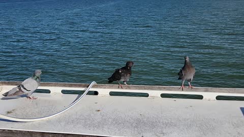 3 doves on the pier