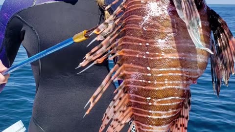 Lionfish _ Beautiful But Deadly