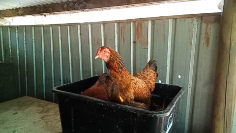 Chook chook, is going to lay an egg with Forest, she has a lot to say today