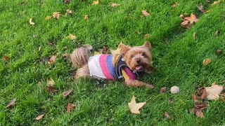 Yorkie Lucy Yorkshire terrier