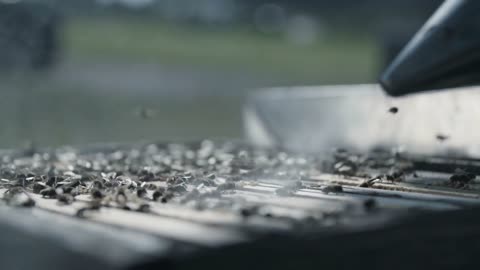 Beekeeper using bee smoker in a apiary