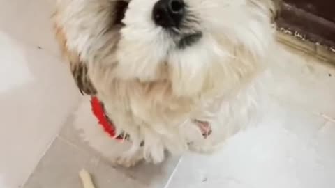 Dog reacting on funny sound