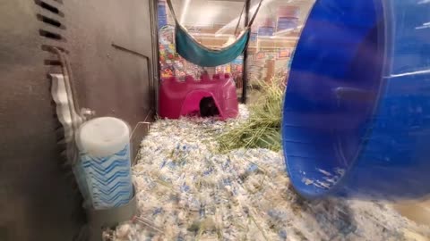 EXPLORING PETSMART FRIENDLY ANIMALS