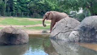 Elephant has a lunch at the Asheboro Zoo