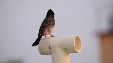 Red Vented Bulbul Sound