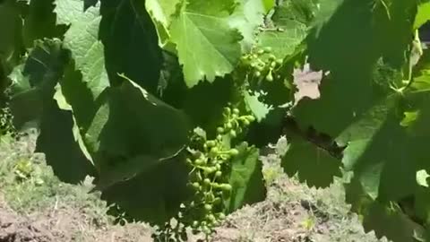 ATR en Mendoza 🍷Visitamos la Bodega Bombal y Aldao que ofrece un servicio único