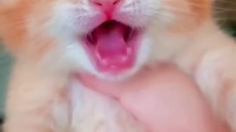 Cute crying cat