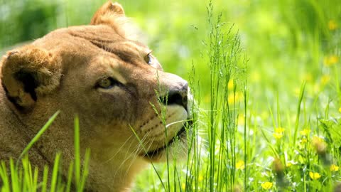 Neautre Beautiful/A Lion Sit In The Green Grass