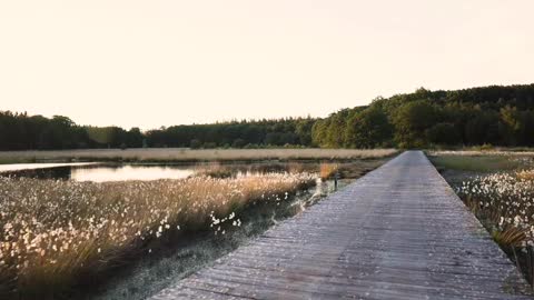 The ancient plank road