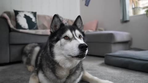 My HUSKY is an EXPERT at IGNORING Me! He Refuses to HELP Pick LOTTO Numbers!