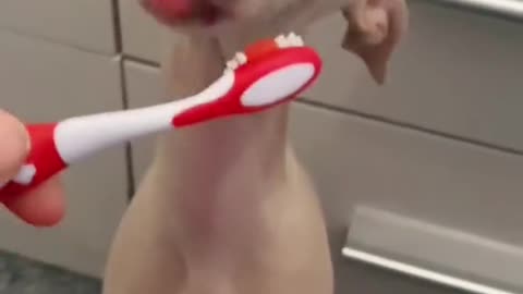 dog brushing teeth kkk