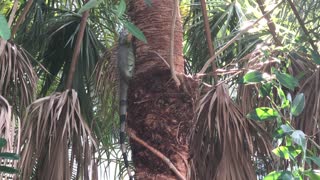 Iguana Descends from Palm Tree to Eat Cat Food