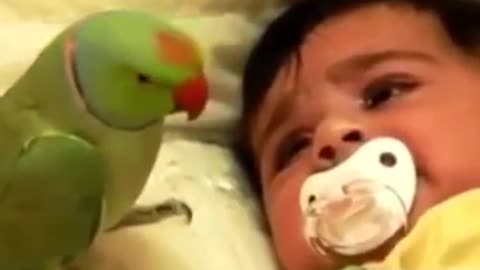 The parrot tries to silence the crying child that he is very affectionate