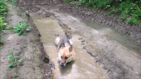 Dog in dirty water