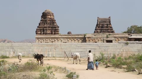 Cows walking on the road in Hampi, man and a child watching them