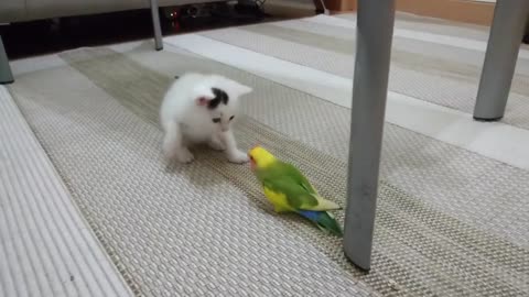 Chaton vs inséparable - Kitten vs lovebirds - cennet papağanı