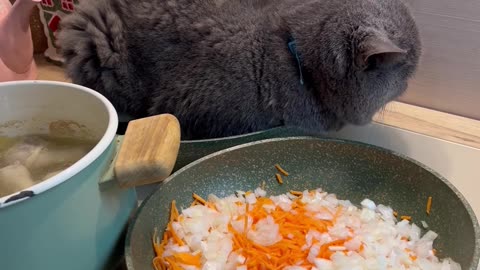 Cat Gets Cozy in Frying Pan