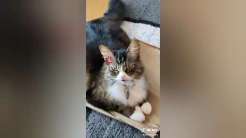 Funny video_cat video.nice