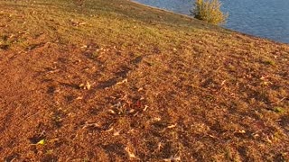 My Muscovy Ducks & visiting geese at the Lake.