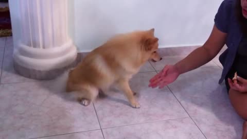 Cute dog Training