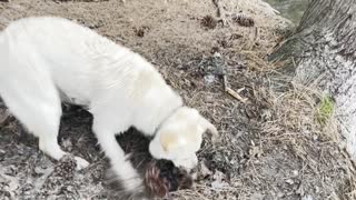 Dog LOVES Playing with Pinecones