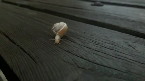 Wild snail
