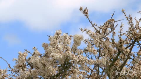 Flowering time-lapse of a beautiful garden