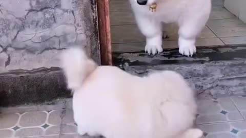Cute funny 2 dogs