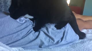 Black cat massaging owner