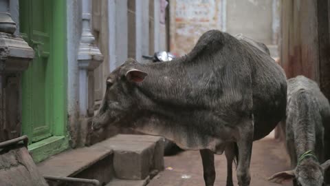 Two cows in narrow street in Varanasi