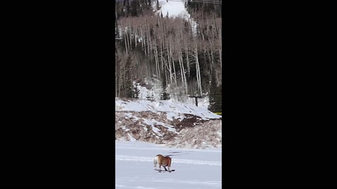 Snowboarding Bulldog