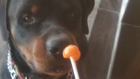 dog eating lollipop