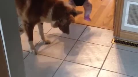 Funny Dog Teaches Baby How to Bounce in Swing!