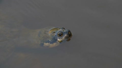 close up Arrau, Tortue tartaruga Podocnemis expansa turtle French Guiana zoo