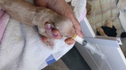 Day old Labradoodle pup