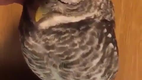 This is what a cute owl looks like