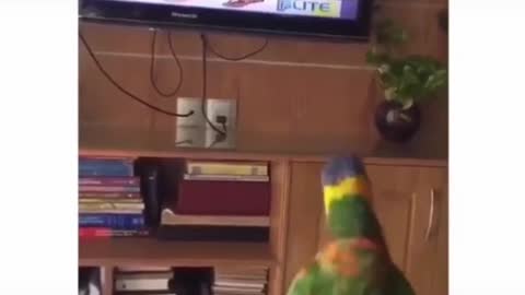 Cute and funny parrot😍😍