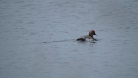 Red-crested Pochard