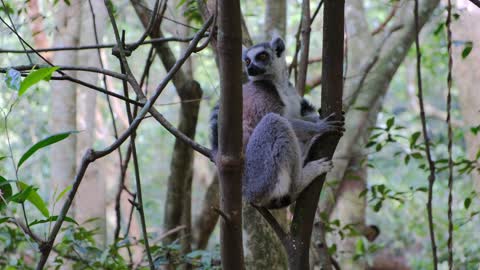 Wild Primates Resting On Trees