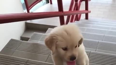 I Can Do It Little Cute Dog