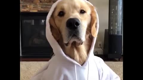 Very funny dog videos, try not to laugh!