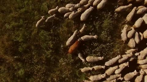 Sheep are walking on grass. Top view of sheep flock