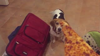 Dog Has Weak Pizza Skills