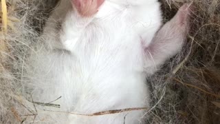 Baby Pet Bunny