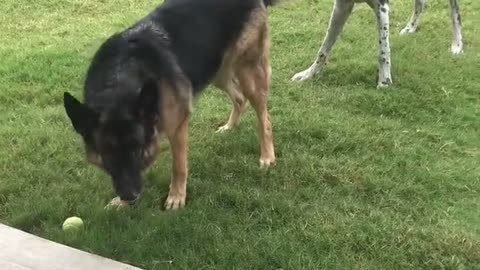 Dog Best Friends Playing Tug of War with Flashback