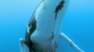 A humpback whale and her calf captured on video by Paul Nicklen.