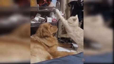 Cute cat attack on big dog🤣🤣🤣