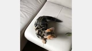 Small Kitten Loves its Toy