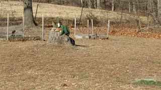 Australian Shepherd Ellie The Frisbee Sneak Attack