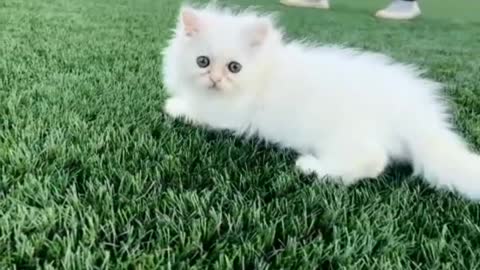 cute kitten || white kitten ||